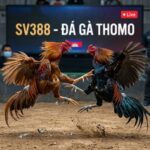 sv388-noci888