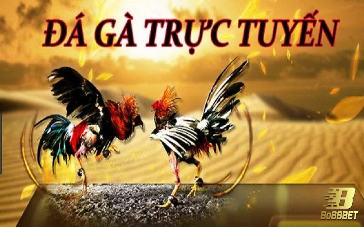 Noci88 Địa chỉ Uy Tín Cho Trận Đá Gà Thomo Hấp Dẫn 2 Đá gà Thomo online có lừa đảo không?
