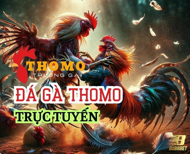 Đá gà Thomo là hình thức giải trí khá quen thuộc với những tay chơi cá độ Đá gà Thomo là hình thức giải trí khá quen thuộc với những tay chơi cá độ